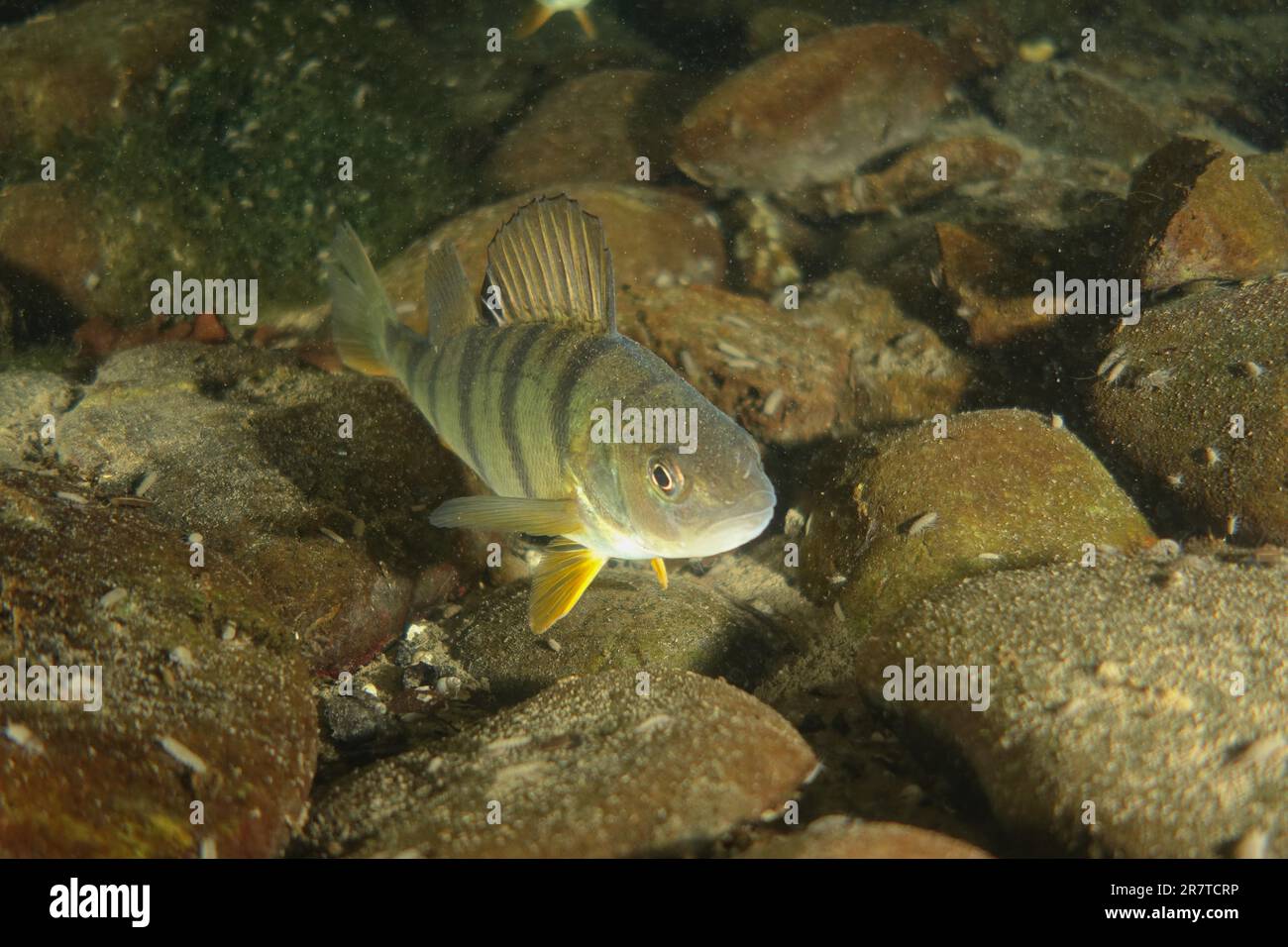 Perch européen (Perca fluviatilis), perch, de nuit, site de plongée de Zollbruecke, Rheinau, Rhin, haute-Rhin, Suisse, Allemagne Banque D'Images