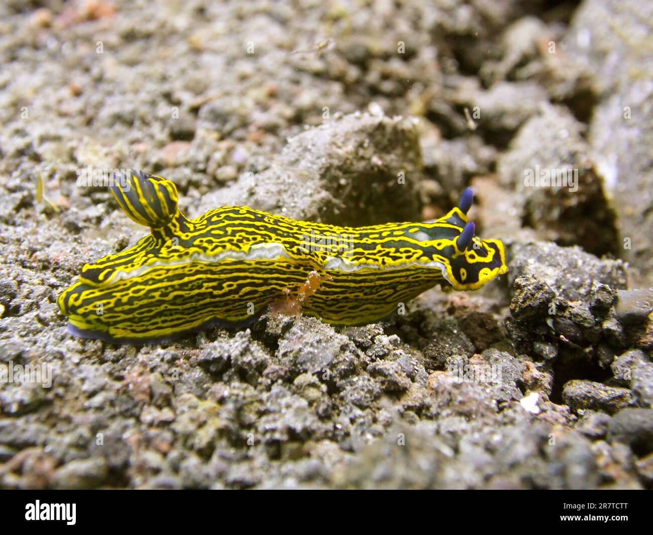 Escargot étoilé (Filimare Picta), site de plongée de Puerto Naos, la Palma, îles Canaries, Espagne, Océan Atlantique Banque D'Images