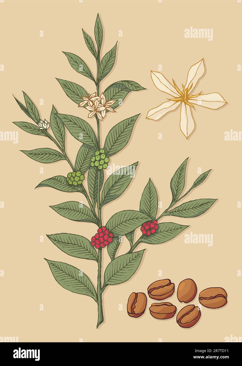 Une branche de caféier avec fleur et haricots sur fond beige. Illustration de Vecteur