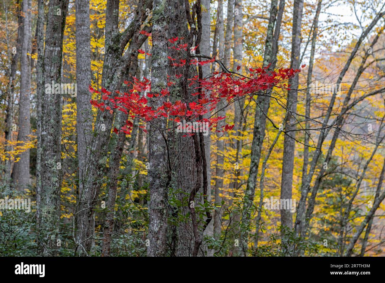 Marlinton, Virginie-Occidentale, couleurs d'automne dans le parc national de Watoga. Watoga est le plus grand parc régional de Virginie-Occidentale Banque D'Images