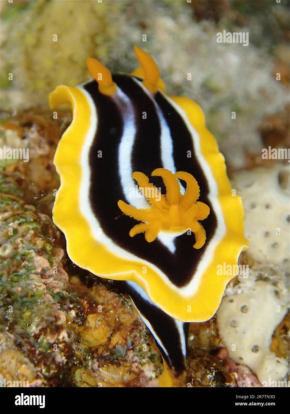 Escargot d'étoiles d'Afrique (Chromodoris africana), site de plongée Gola Abu Ramada, Hurghada, Egypte, Mer Rouge Banque D'Images
