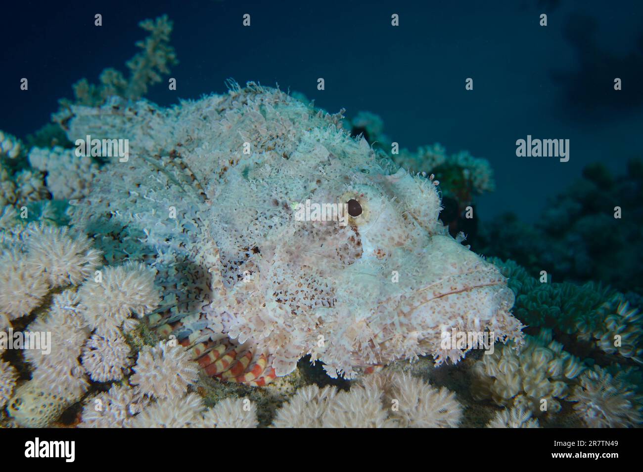 Tête d'humérus (Scorpaenopsis diabolus), site de plongée de House Reef, mangrove Bay, El Quesir, Mer Rouge, Egypte Banque D'Images