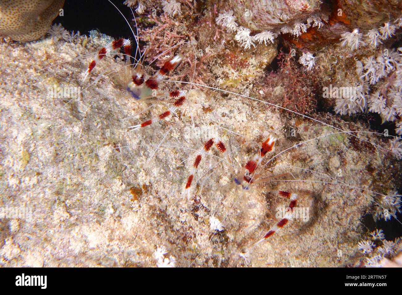 Deux spécimens de crevettes coralliennes (Stenopus hispidus), site de plongée du récif de Fury Shoals, Mer Rouge, Égypte Banque D'Images