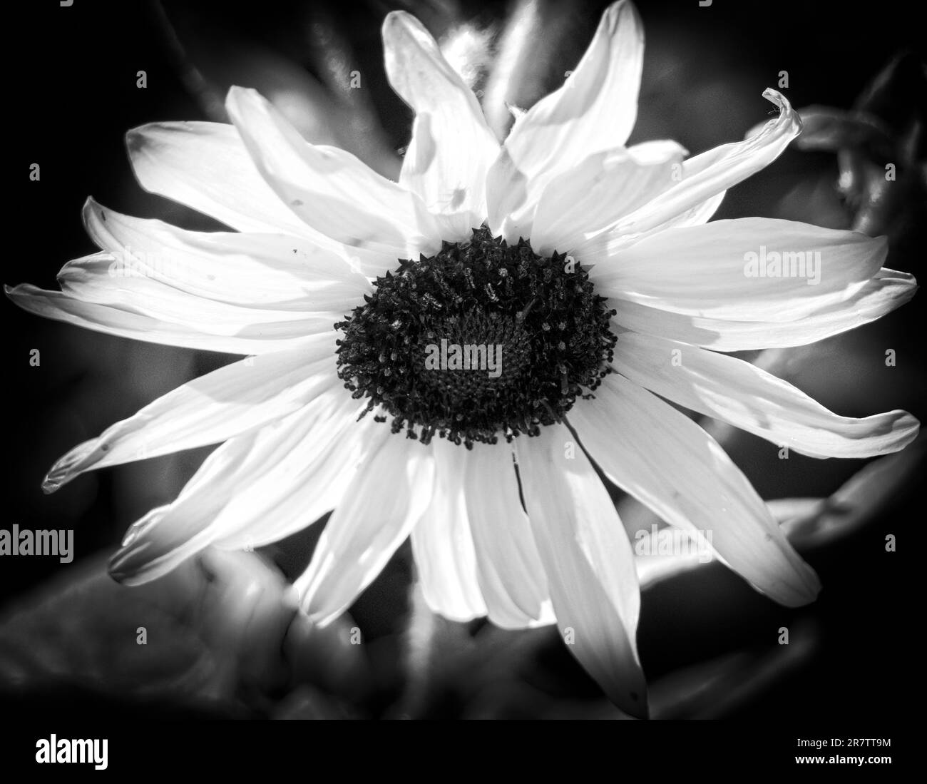 Sunflower Reader Rock Garden en noir et blanc Calgary Alberta Banque D'Images