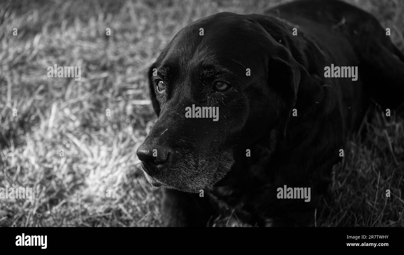 Un portrait noir et blanc d'un chien vieillissant, avec des yeux tristes et aveuglants. Banque D'Images