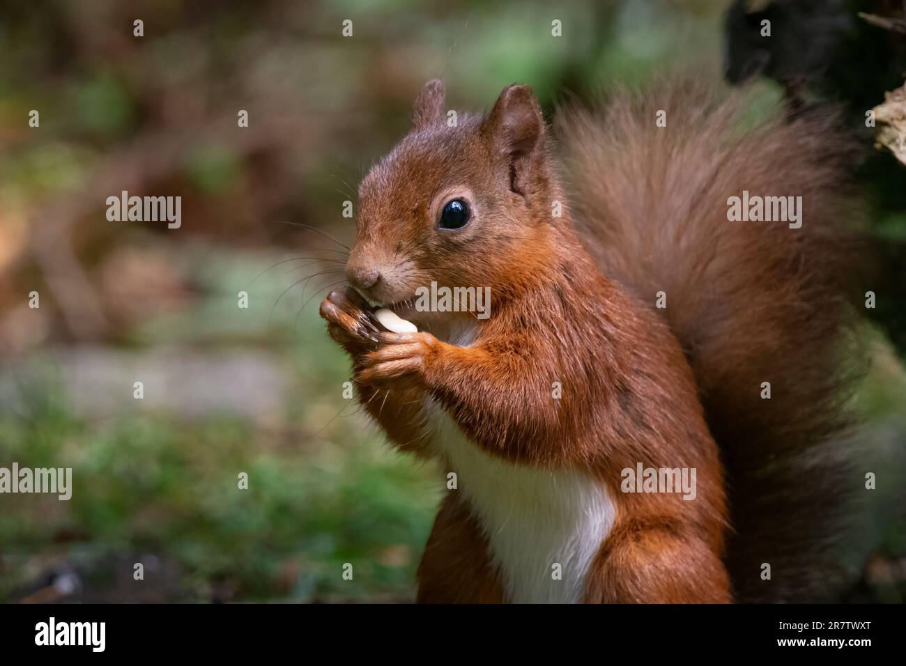 Écureuil roux (Sciurus vulgaris) dans la forêt Queen Elizabeth, AberDoyle, Écosse, Royaume-Uni. Banque D'Images