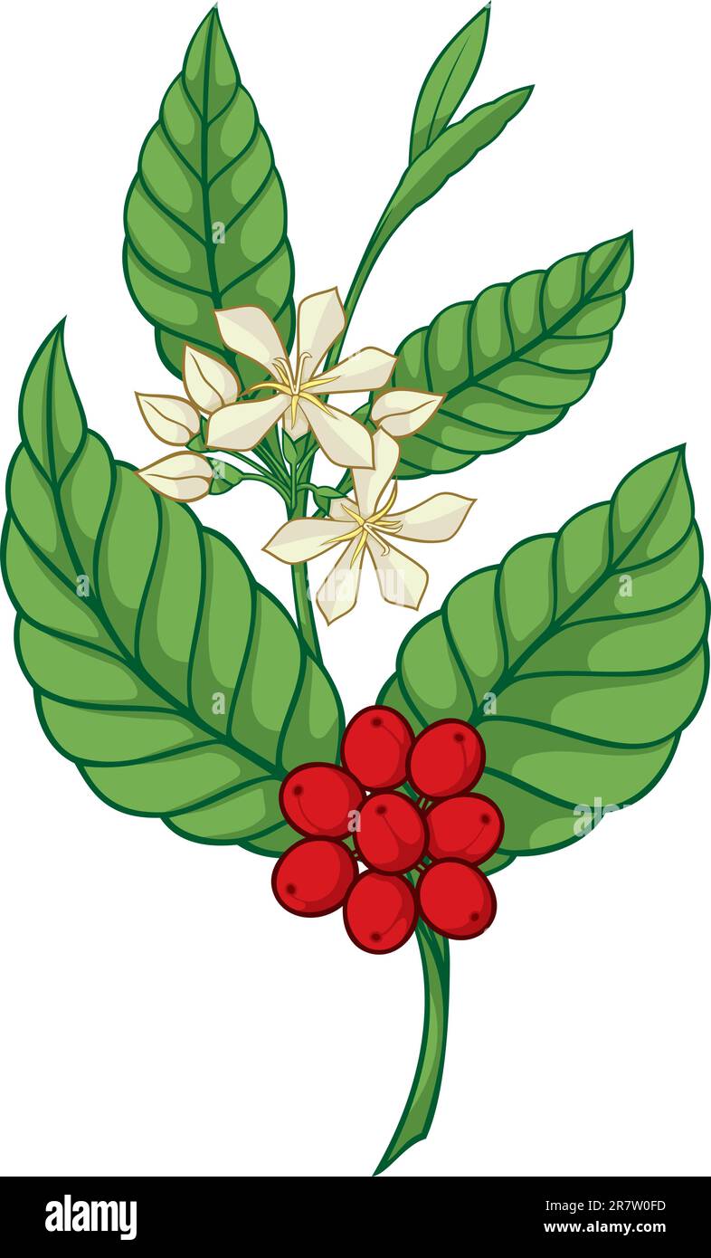 Branche de cercuea isolée sur fond blanc. Illustration de Vecteur