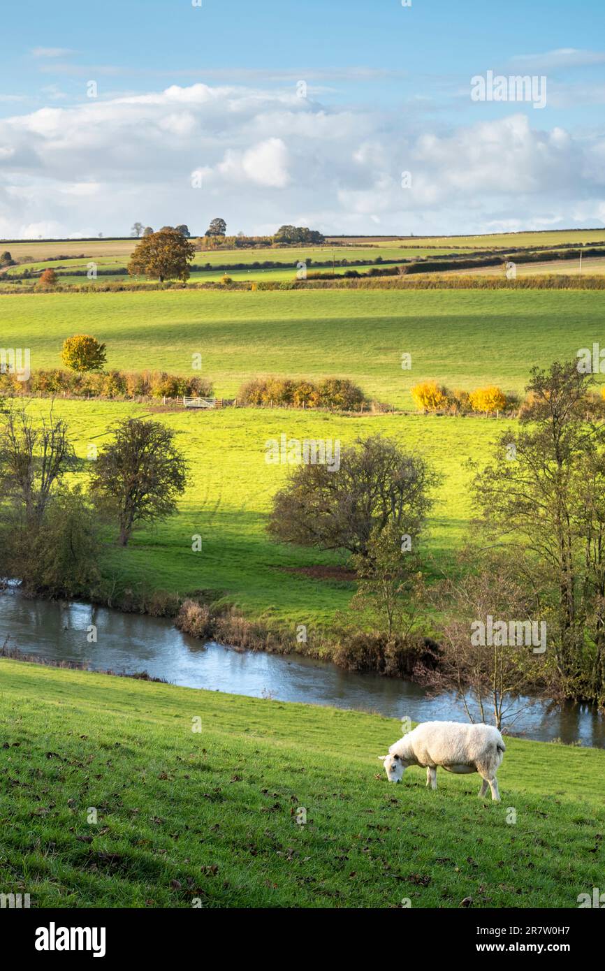 Moutons paître sur les pentes herbeuses des Cotswolds dans la vallée de la rivière Windrush, Oxfordshire Banque D'Images