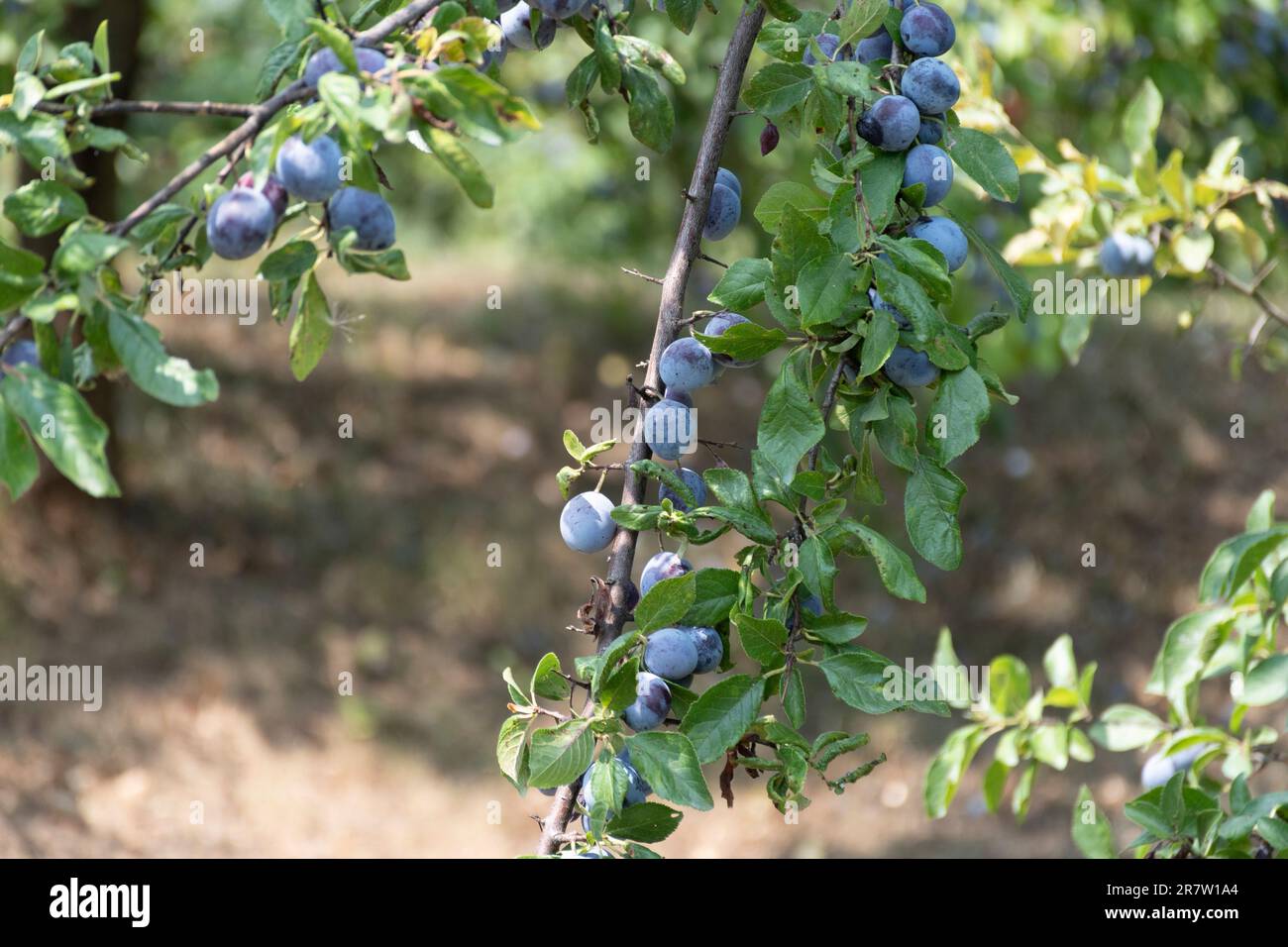 Prune sur une branche Banque D'Images
