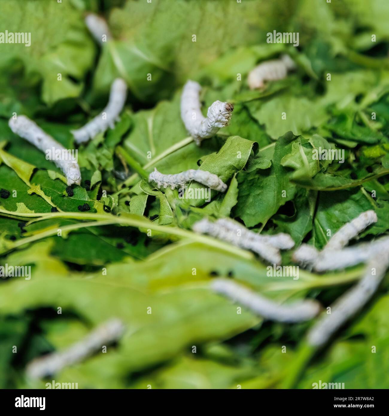 Vue rapprochée de Bombyx mori ou vers du limon mangeant des feuilles de mûrier vert, récolte et transformation de cocon de soie Banque D'Images