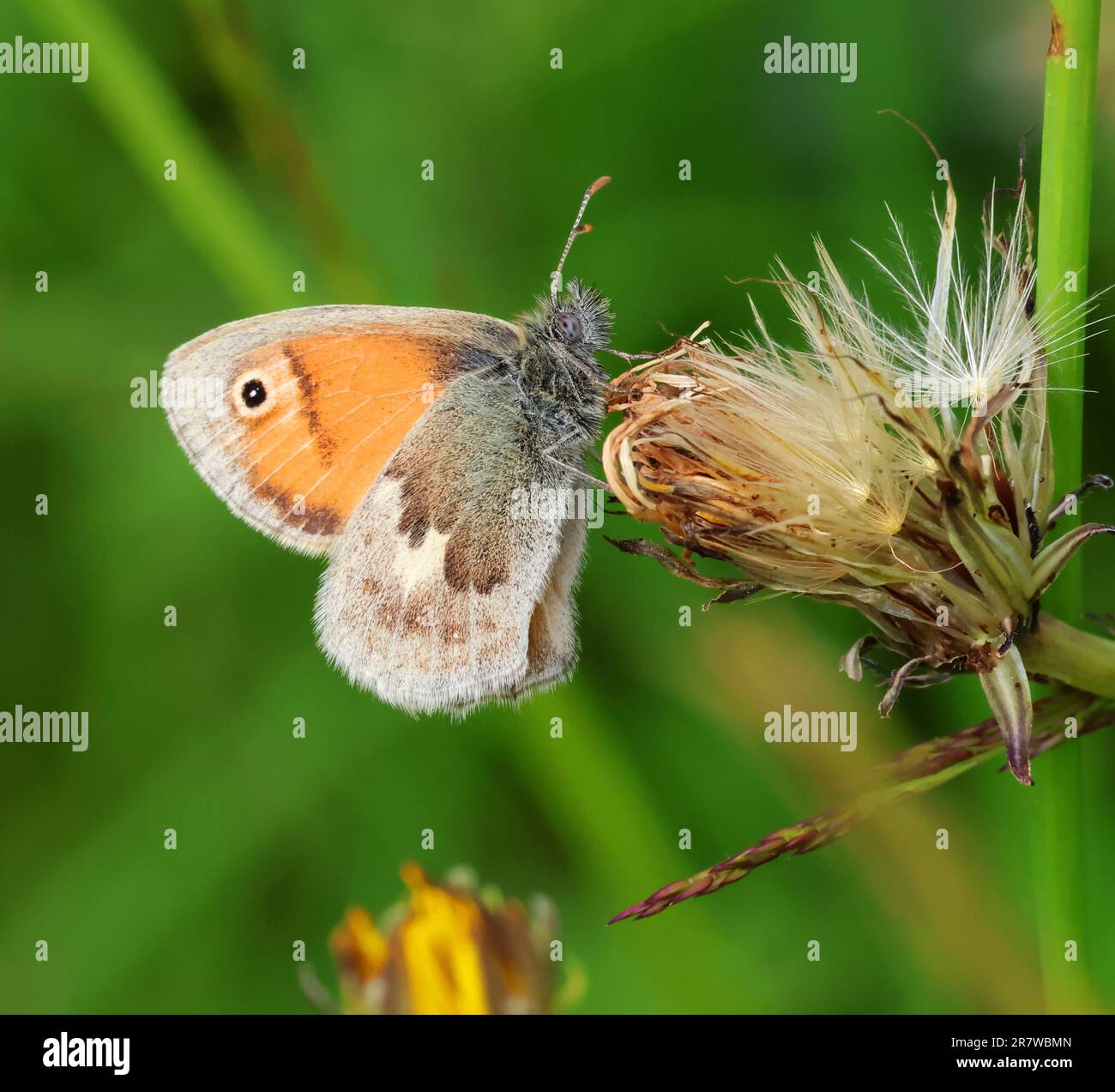 Un petit papillon de Heath (Coenonympha pamphilus) sur une tête de semence Gloucestershire UK Banque D'Images