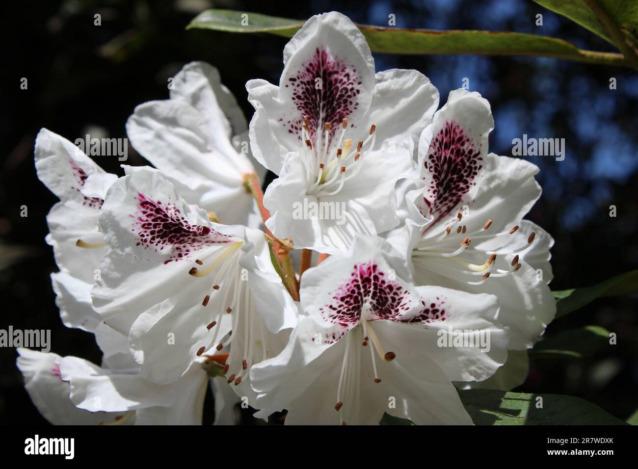 Gros plan sur le Rhododendron blanc Banque D'Images