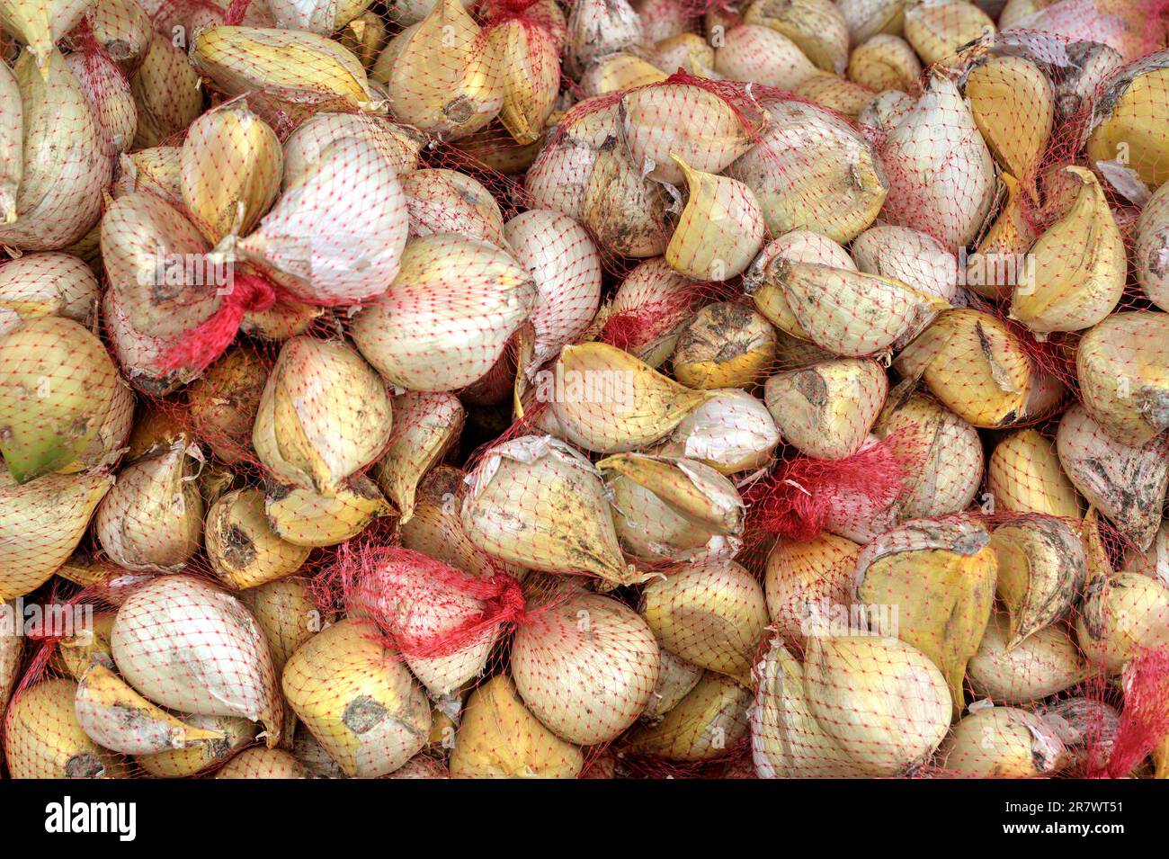 Poireaux sauvages (Allium ampeloprasum) du sud du Chili (île Chiloe) Banque D'Images