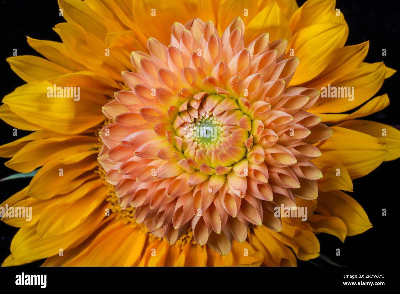 Dahlia sur tournesol Banque D'Images