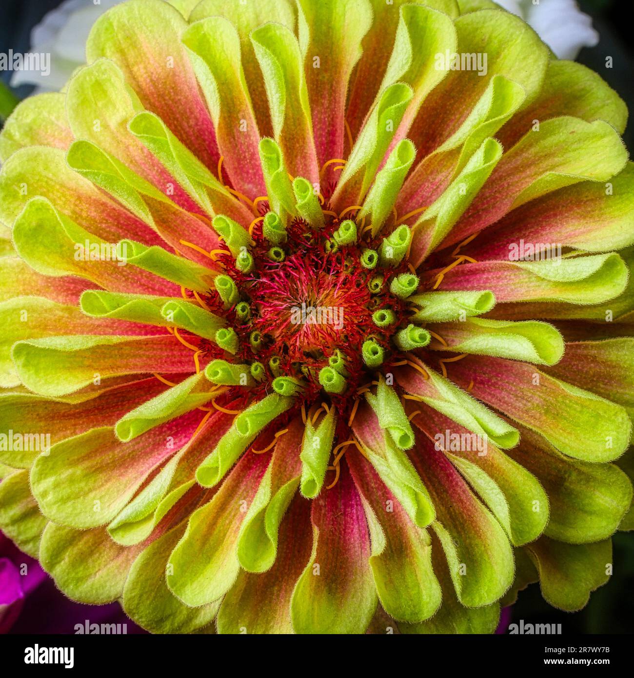 Gros plan jaune rouge Zinnia Banque D'Images