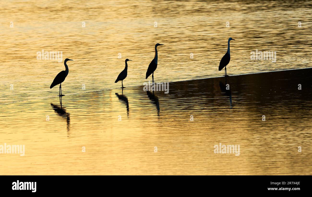 Un groupe de 3 hérons à col blanc reposant sur un tuyau d'irrigation flottant à la surface de Horeshgoe Billabong, Merbein Common, près de Mildura. Banque D'Images