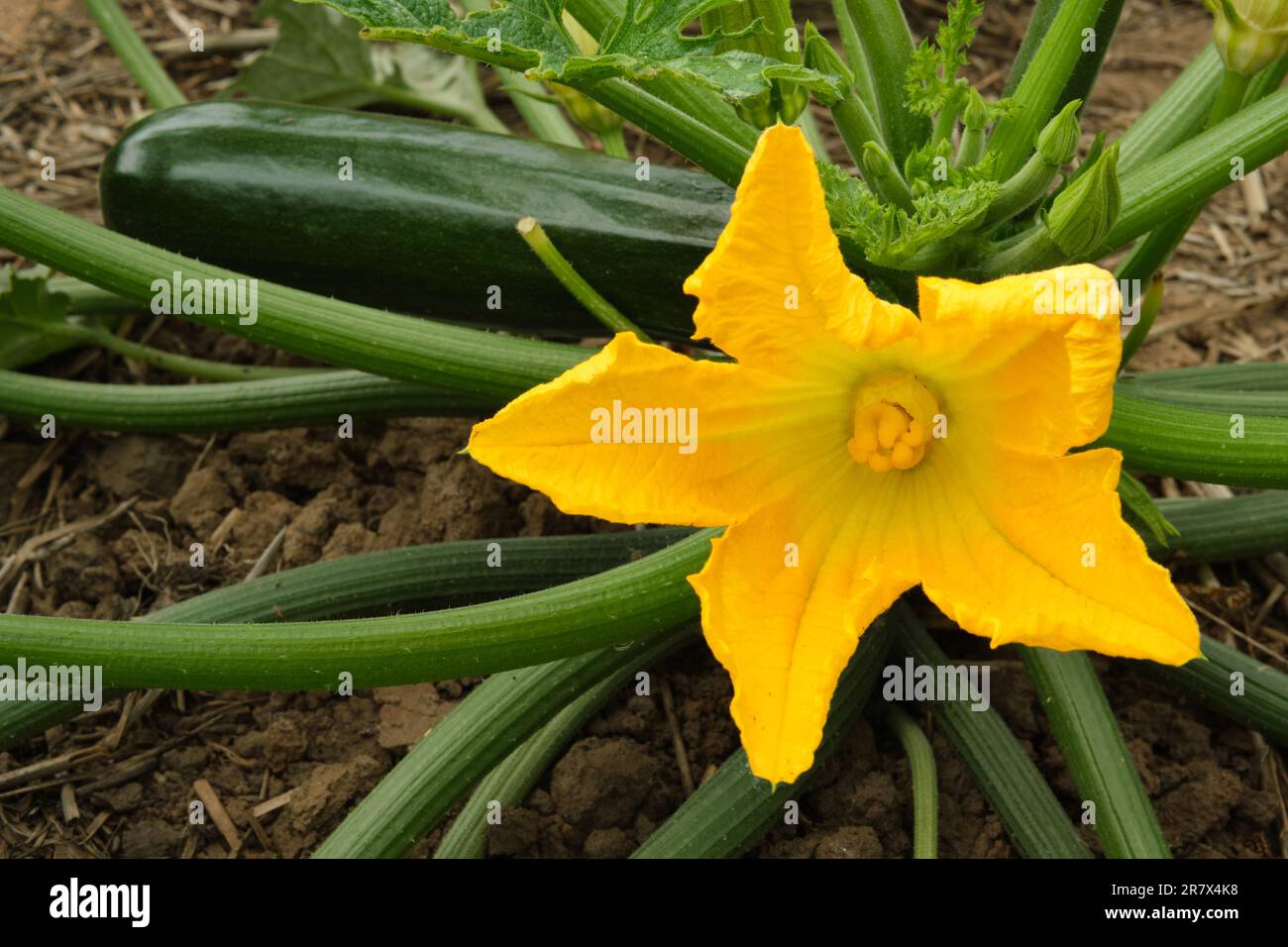 Zucchini hybride, blackjack floraison et fructification dans un cadre de jardin. Banque D'Images