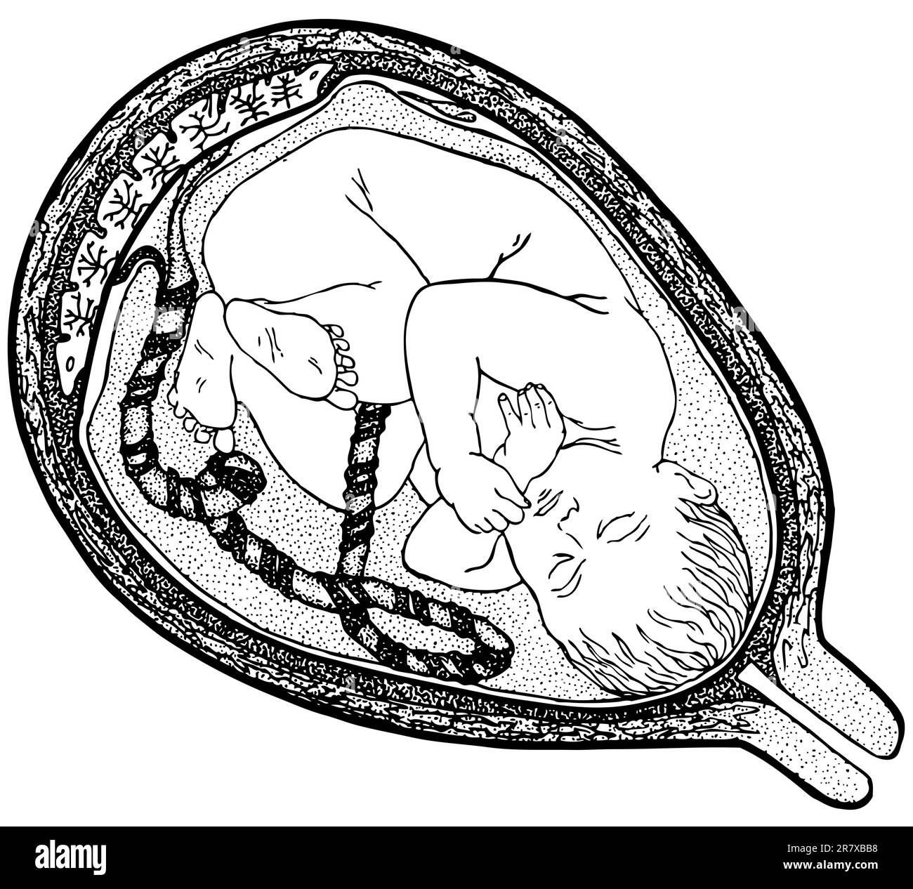 Fœtus dans l'utérus isolé sur fond blanc Illustration de Vecteur