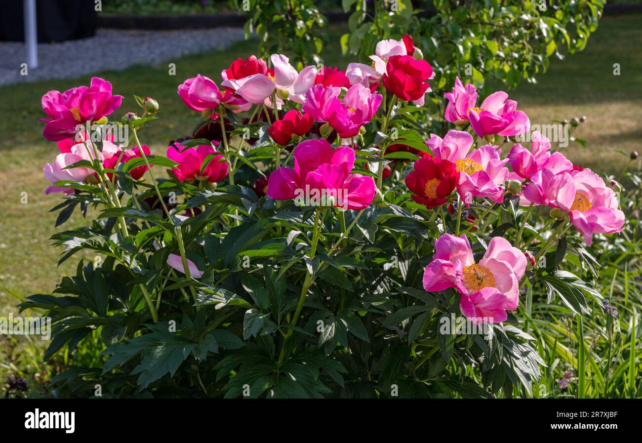 'Scarlett O'Hara' jardin commun, Luktpion la pivoine (Paeonia officinalis x Paeonia lactiflora) Banque D'Images