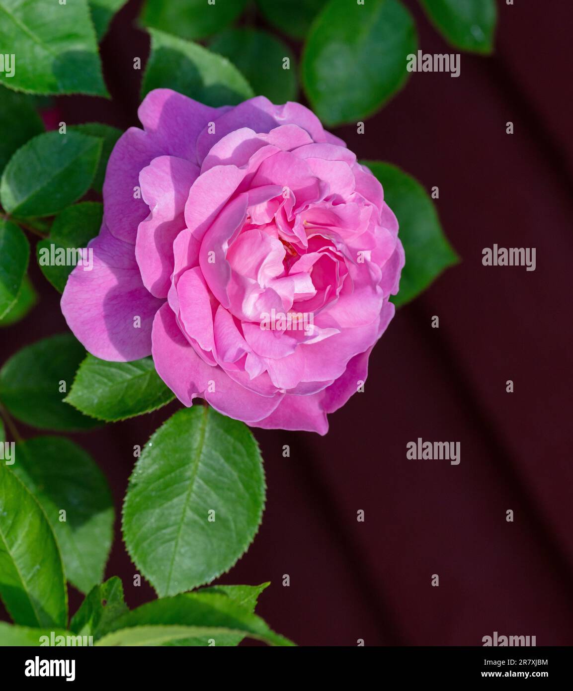 'Mary Rose, Ausmary' Rose anglaise, Engelsk ros (Rosa) Banque D'Images