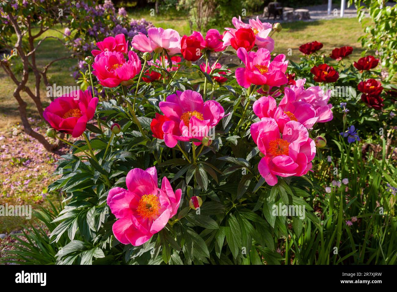 'Scarlett O'Hara' jardin commun, Luktpion la pivoine (Paeonia officinalis x Paeonia lactiflora) Banque D'Images