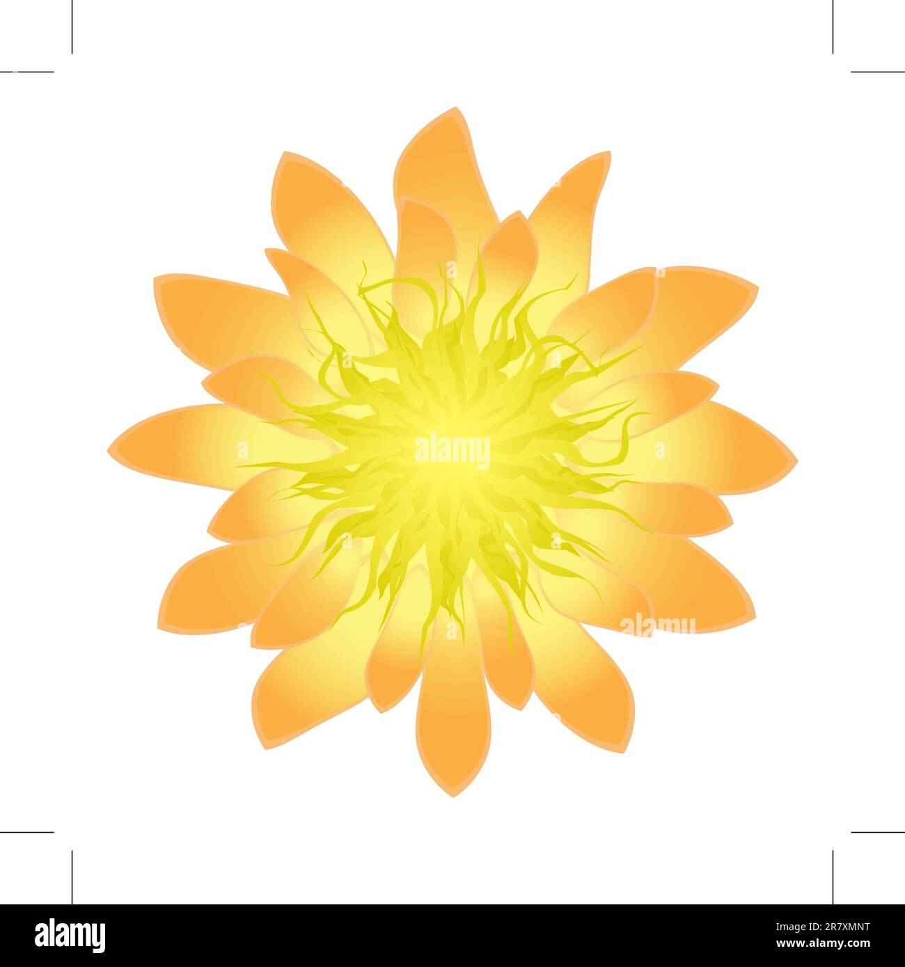 Fleur détaillée isolée, illustration vectorielle Illustration de Vecteur