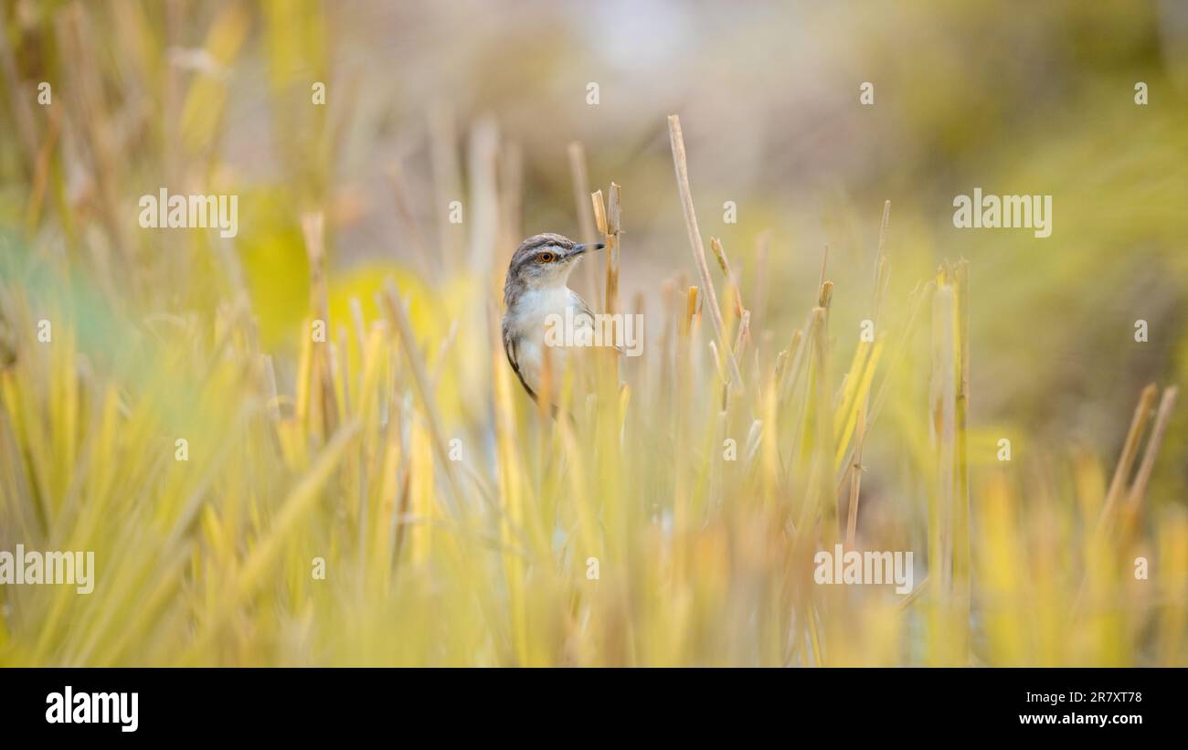 Le matin, il y a des oiseaux fourragent dans les roseaux de rizières. Banque D'Images