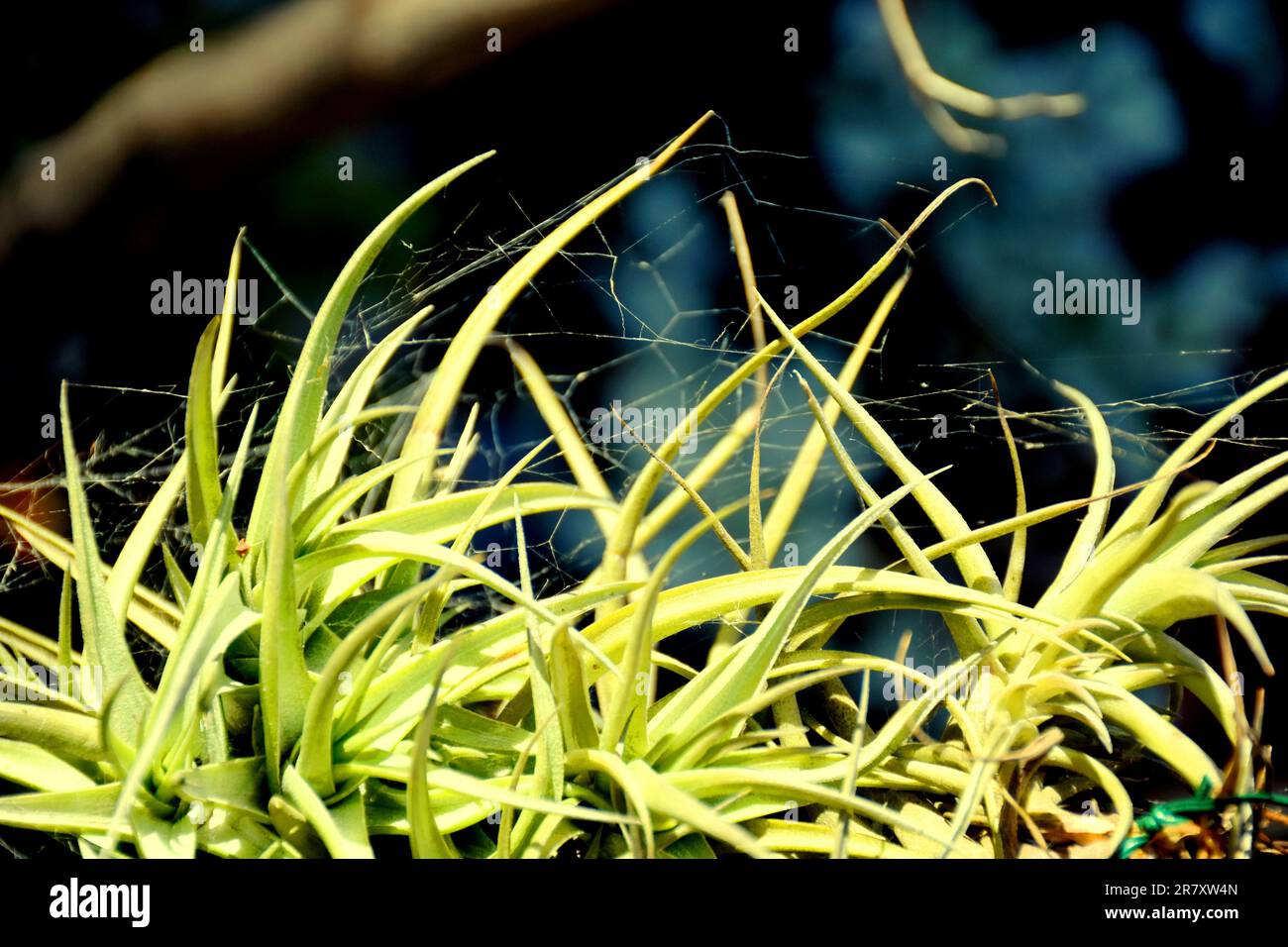 Toile d'araignée sur les feuilles de la plante de l'air Banque D'Images