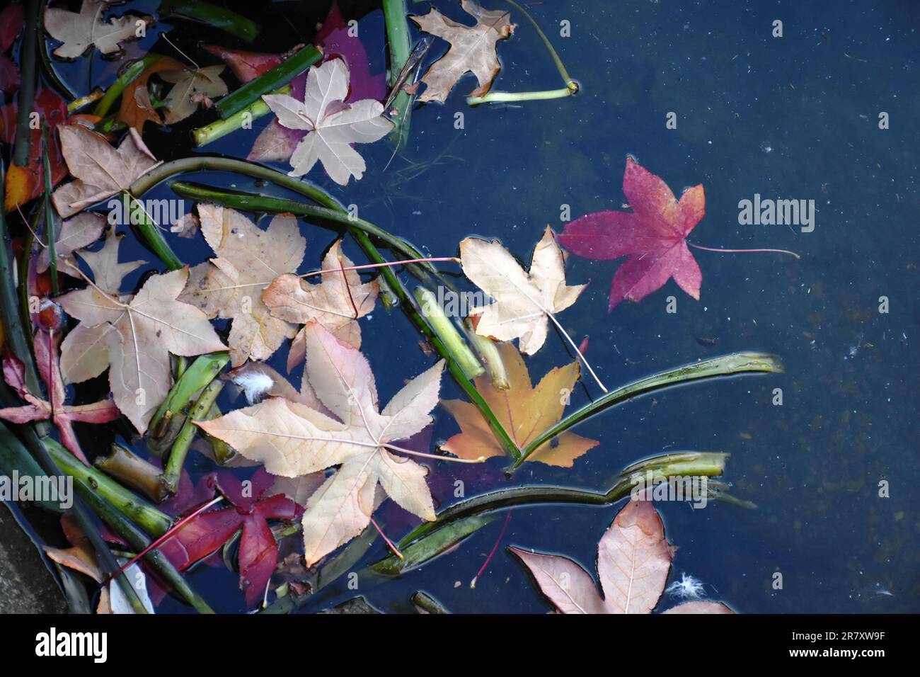 Différentes couleurs de feuille d'érable dans l'eau Banque D'Images