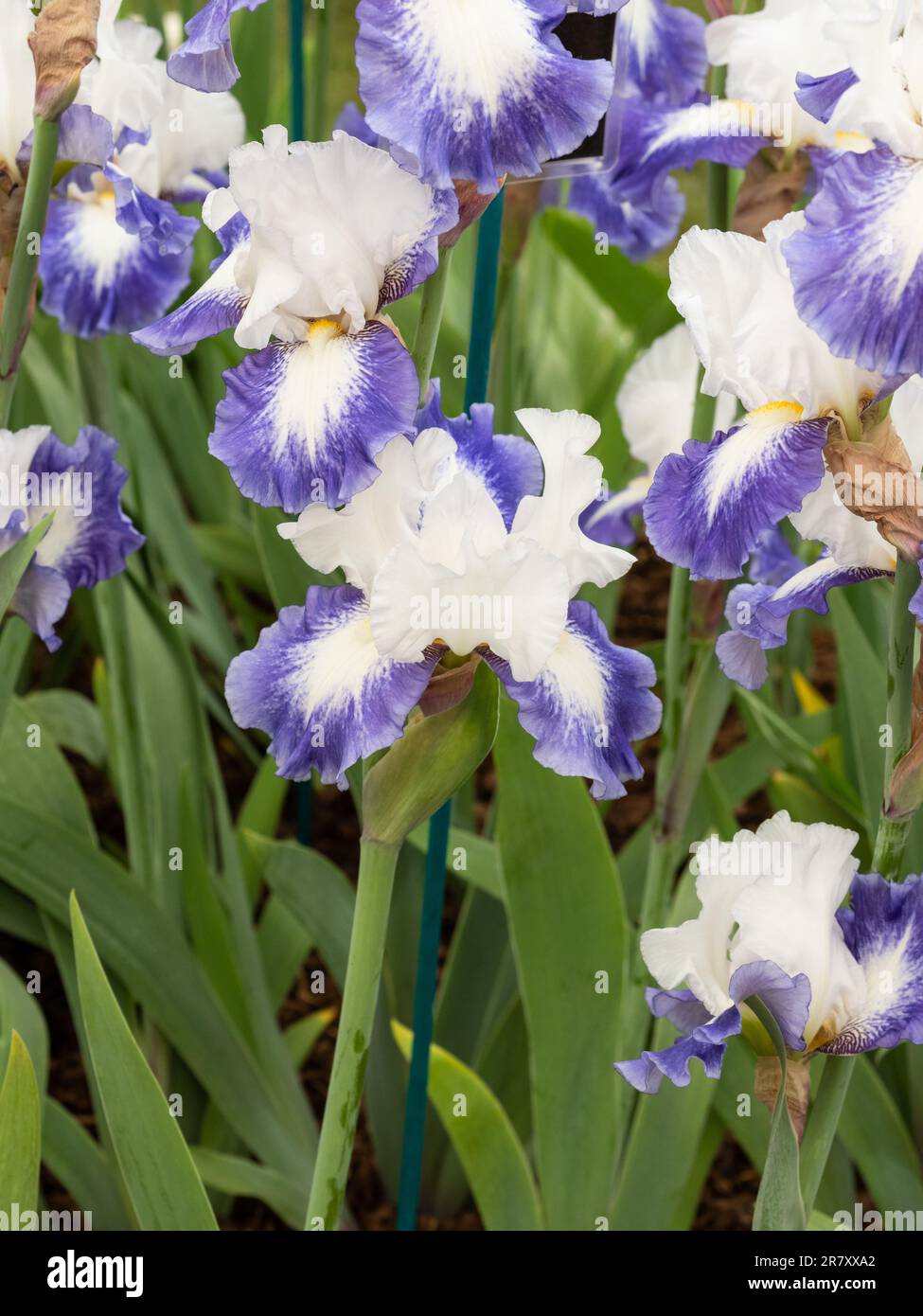 Irises barbes en pleine croissance et en pleine floraison Banque D'Images