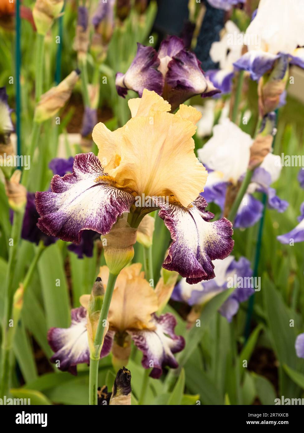 Irises barbes en pleine croissance et en pleine floraison Banque D'Images