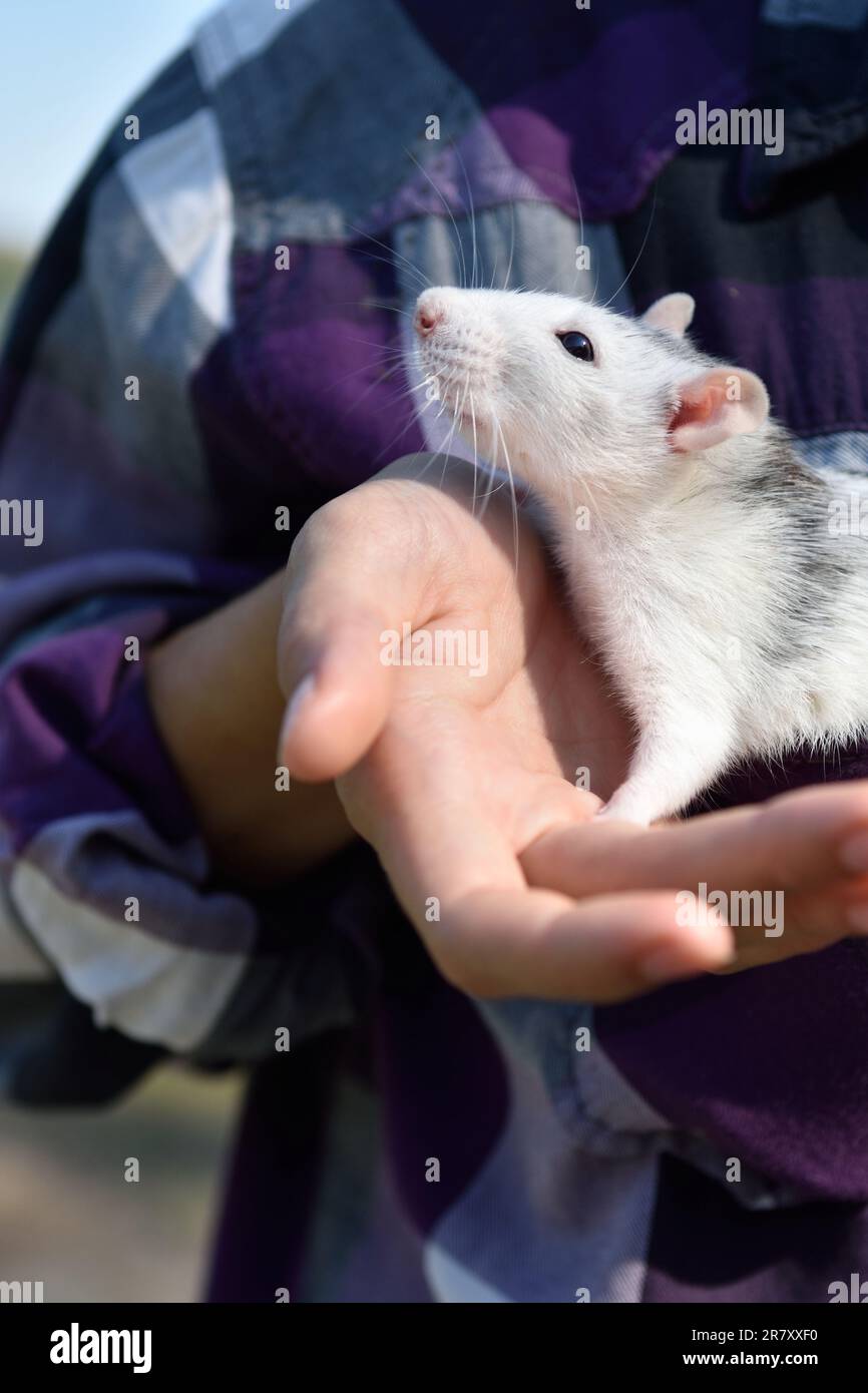 pet rat dans les mains de la jeune femme à l'extérieur. le concept de protection des animaux Banque D'Images