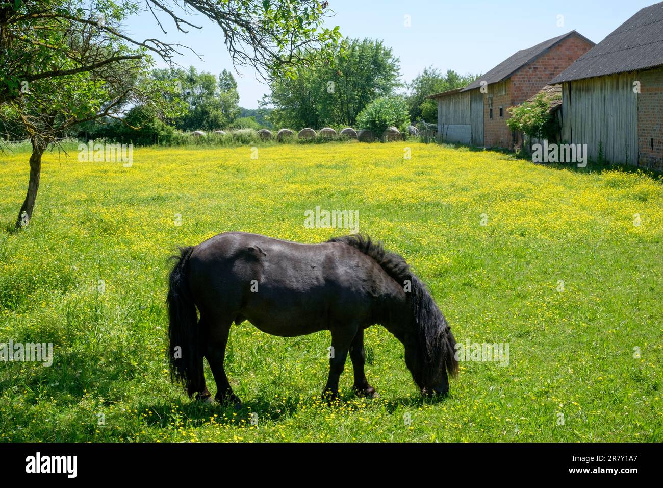 petit cheval de couleur noire paître dans le champ rural l'été matin zala comté hongrie Banque D'Images