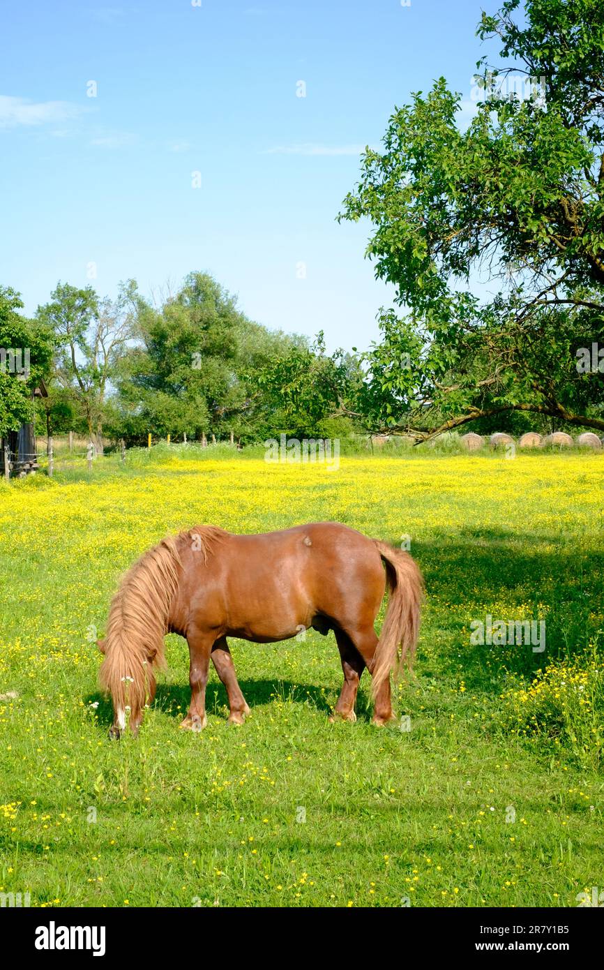 petit brun doré châtaigne châtaignier cheval coloré pâturage dans le champ rural l'été fin après-midi zala comté hongrie Banque D'Images