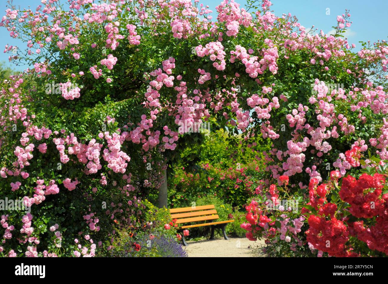 Oberderdingen, Rose Garden, Rose Arch Banque D'Images