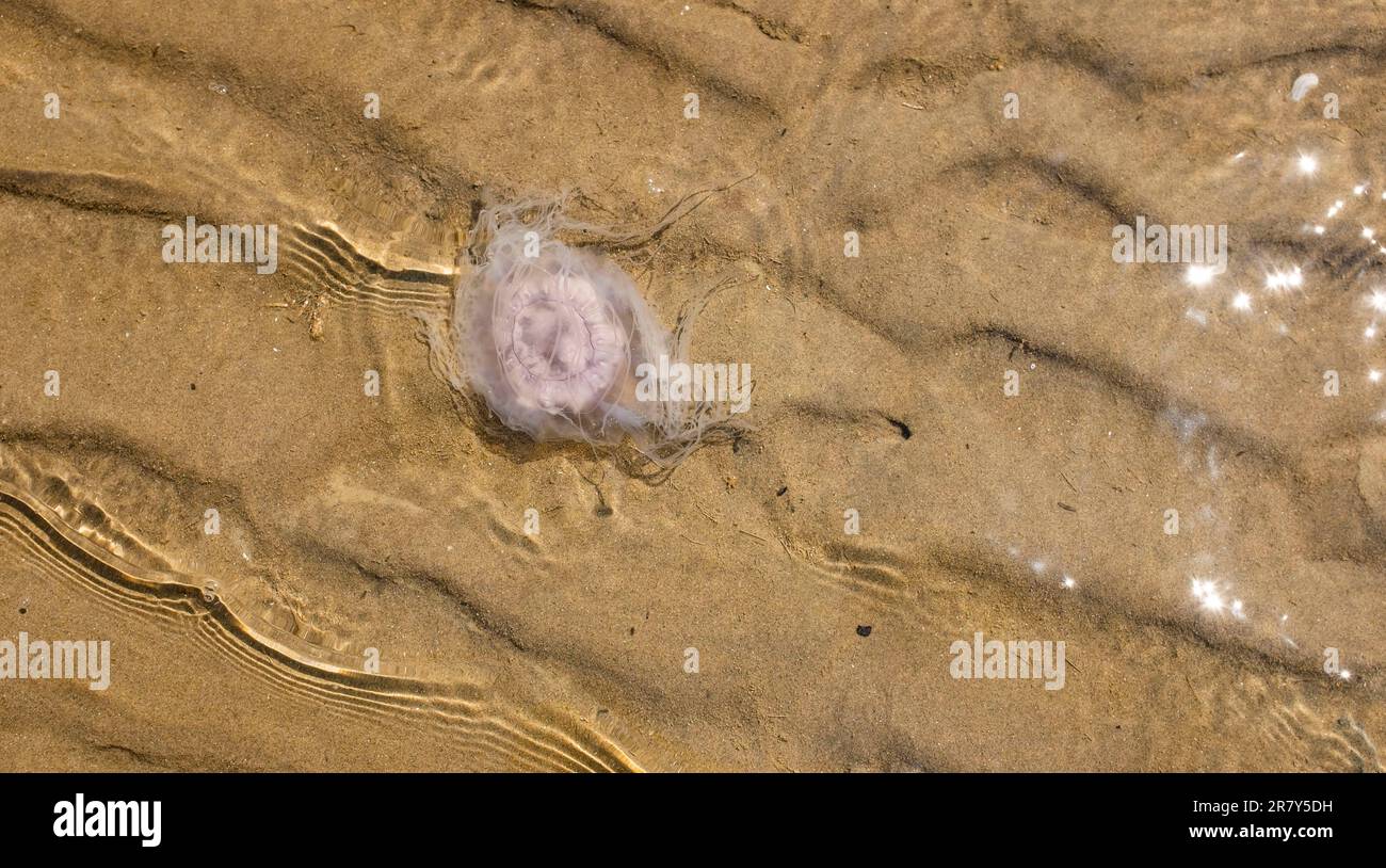 Plage de Camber Sands East Sussex , Angleterre , Royaume-Uni - des milliers de méduses ont été vues dans la mer au large de la plage de Camber Sands et d'autres plages le long de la côte Banque D'Images