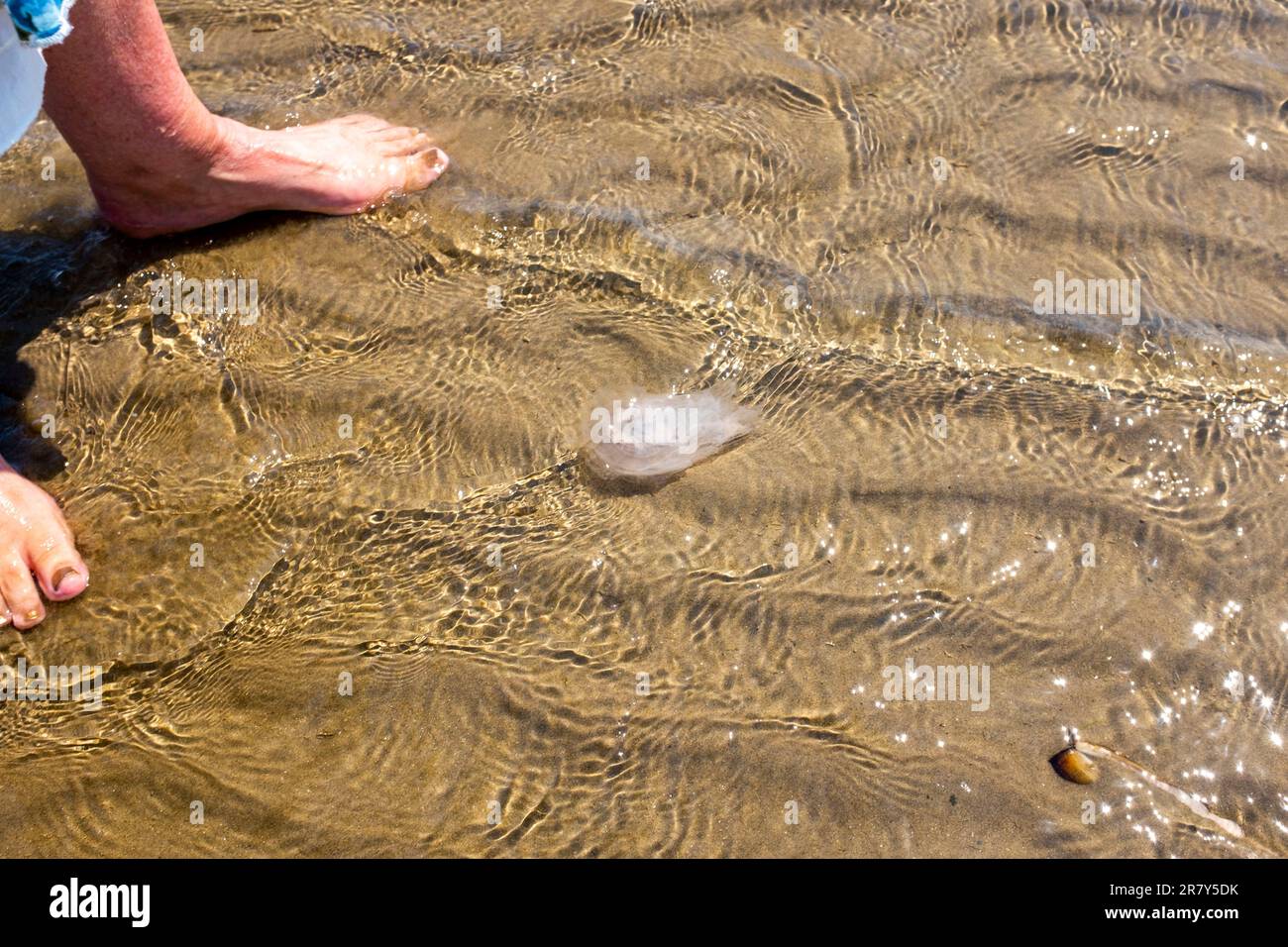 Camber Sands Beach East Sussex , Angleterre , Royaume-Uni - Une femme pagaie comme des milliers de méduses ont été vus dans la mer au large de la plage de Camber Sands et d'autres plages le long de la côte Banque D'Images