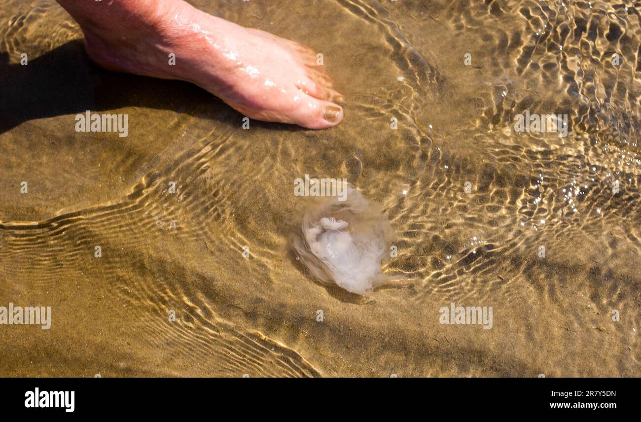Camber Sands Beach East Sussex , Angleterre , Royaume-Uni - Une femme pagaie comme des milliers de méduses ont été vus dans la mer au large de la plage de Camber Sands et d'autres plages le long de la côte Banque D'Images