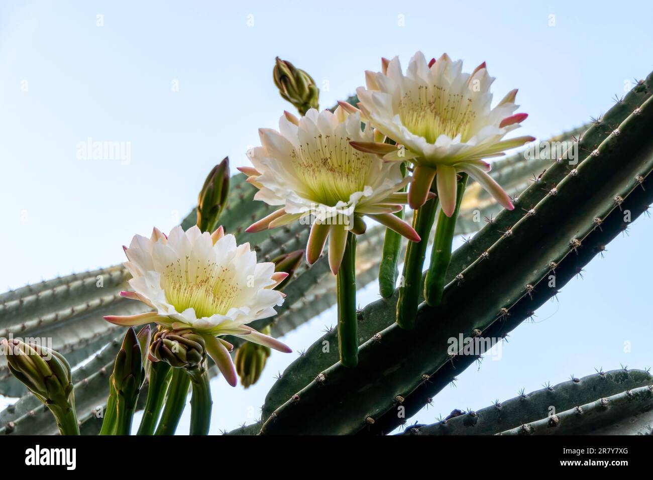 Cactus péruviens de pomme ou cactus de haie ou Cereus hildmannianus en pleine fleur de gros plan. Israël Banque D'Images