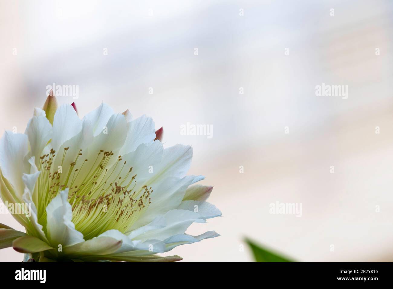 Cactus péruviens de pomme ou cactus de haie ou Cereus hildmannianus en pleine fleur de gros plan. Israël Banque D'Images