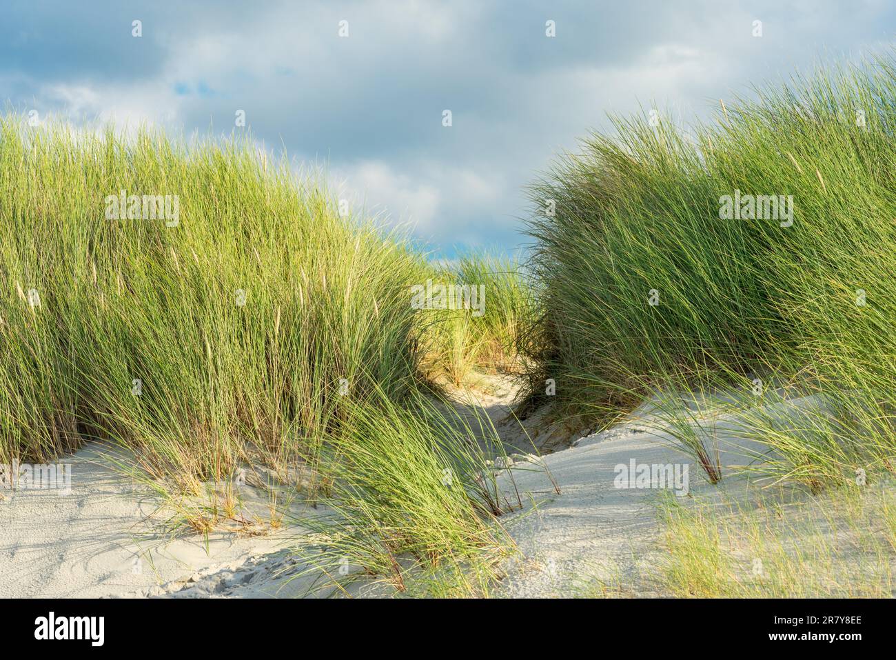 Pelouse de plage dans le sable à la plage dans le nord-est de la région allemande de poissons terres situées dans l'état fédéral Mecklembourg Vorpommern. Un beau Banque D'Images