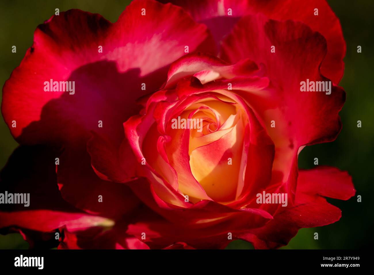 Belle rose rouge avec des touches de jaune illuminées par la lumière du soleil Banque D'Images