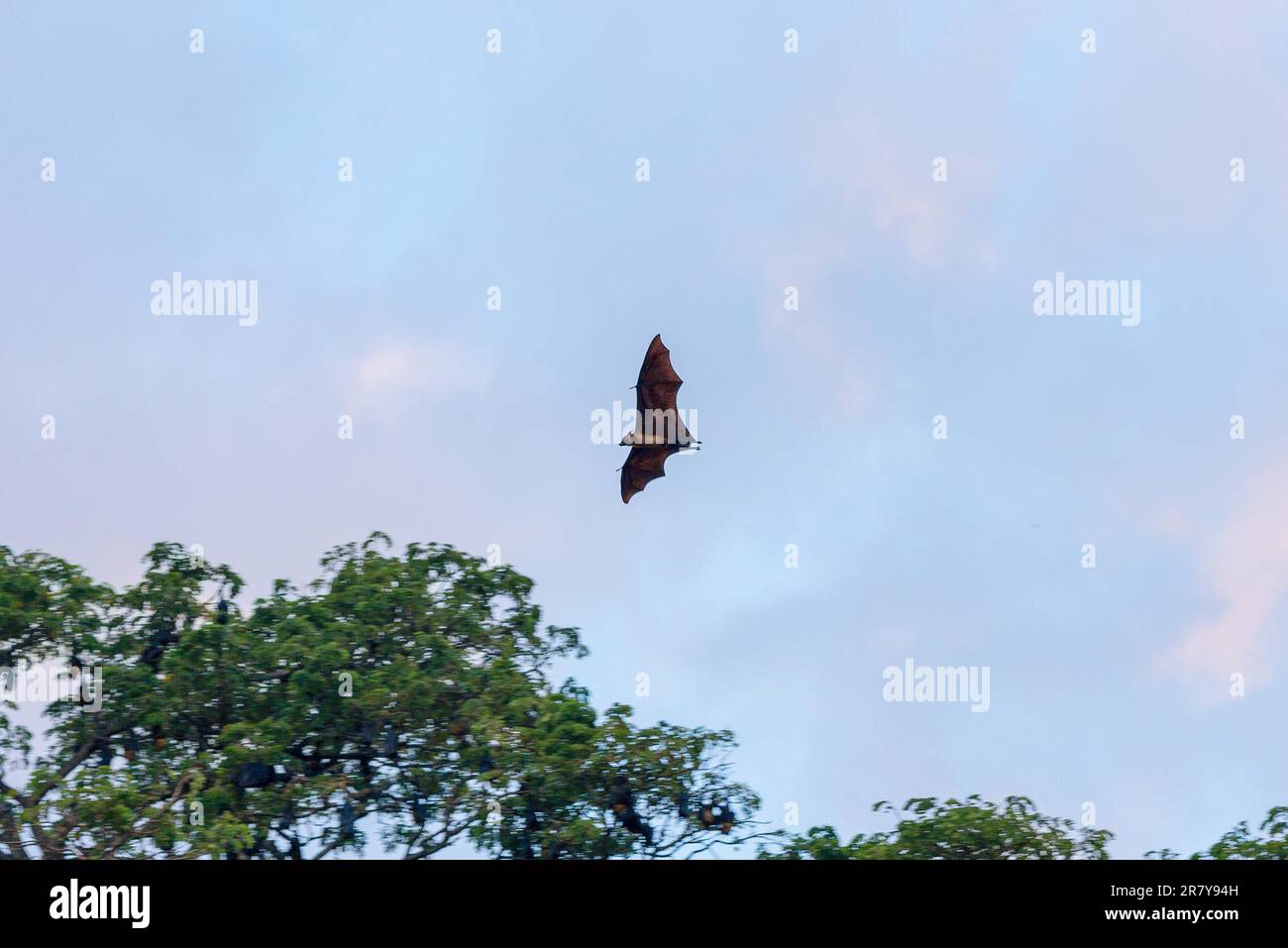 Le grand renard volant vole autour des arbres de pluie de la petite ville de Tissamaharama dans la soirée. Toute la journée, beaucoup de chauves-souris pendent dans la grande Banque D'Images