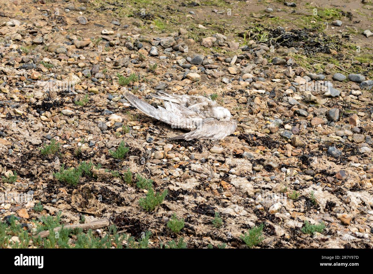 Oiseau mort, probablement un goéland sur une plage à marée basse. Inhabituellement pas été dévoré par les prédateurs ainsi peut être mort d'une maladie. Banque D'Images