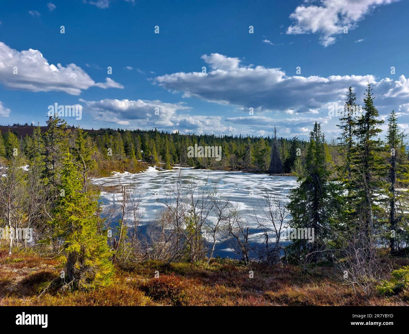 Bois du nord de la Suède avec lac partiellement gelé au printemps. Banque D'Images