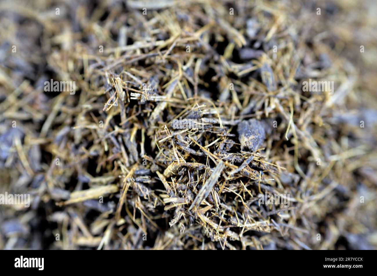 Réglisse écrasée et pelée, Licorice Glycyrrhiza glabra, une plante à fleurs de la famille des haricots Fabaceae, Une boisson populaire dans le mois du Ramadan Erksos Erqs Banque D'Images