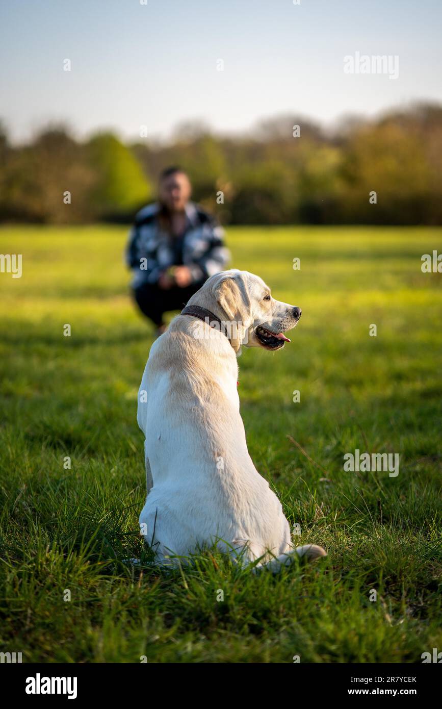 Dressage de chiens avec des femmes dans la prairie Banque D'Images