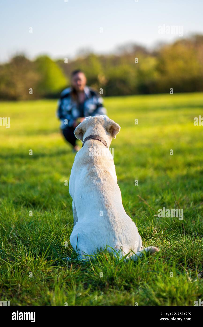 Dressage de chiens avec des femmes dans la prairie Banque D'Images