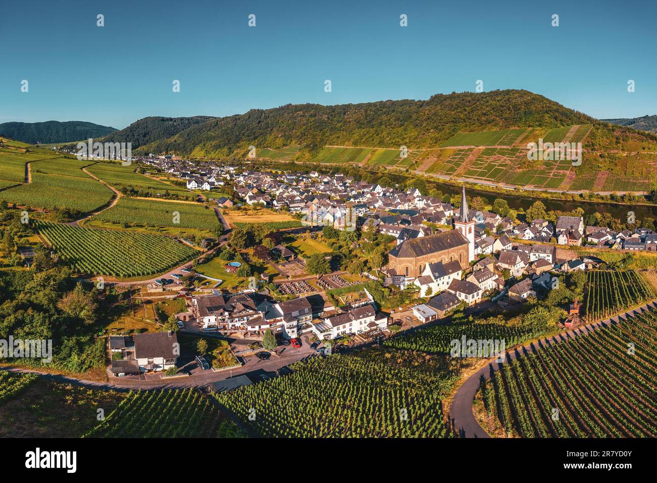 Vue panoramique sur les vignobles de la Moselle près de Bruttig-Fankel, Allemagne. Créé à partir de plusieurs images pour créer une image panoramique Banque D'Images