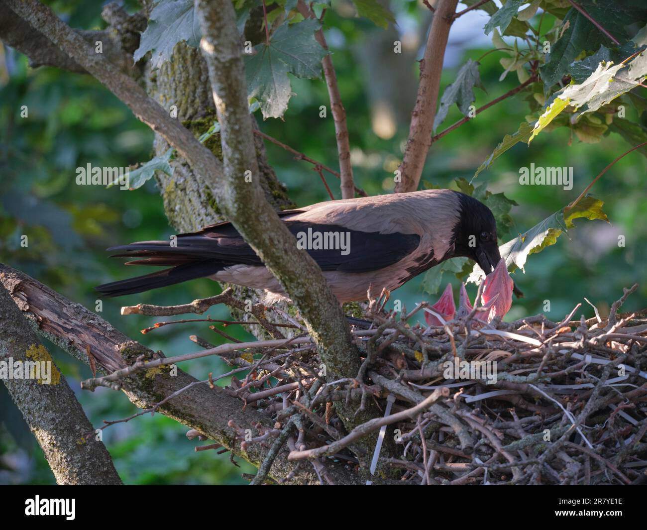 Corneilles à capuchon (Corvus cornix) nourrissant les jeunes du nid, Friedenau, Berlin, Allemagne Banque D'Images